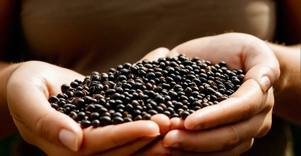 Spiruline : la clé pour une nutrition saine et durable